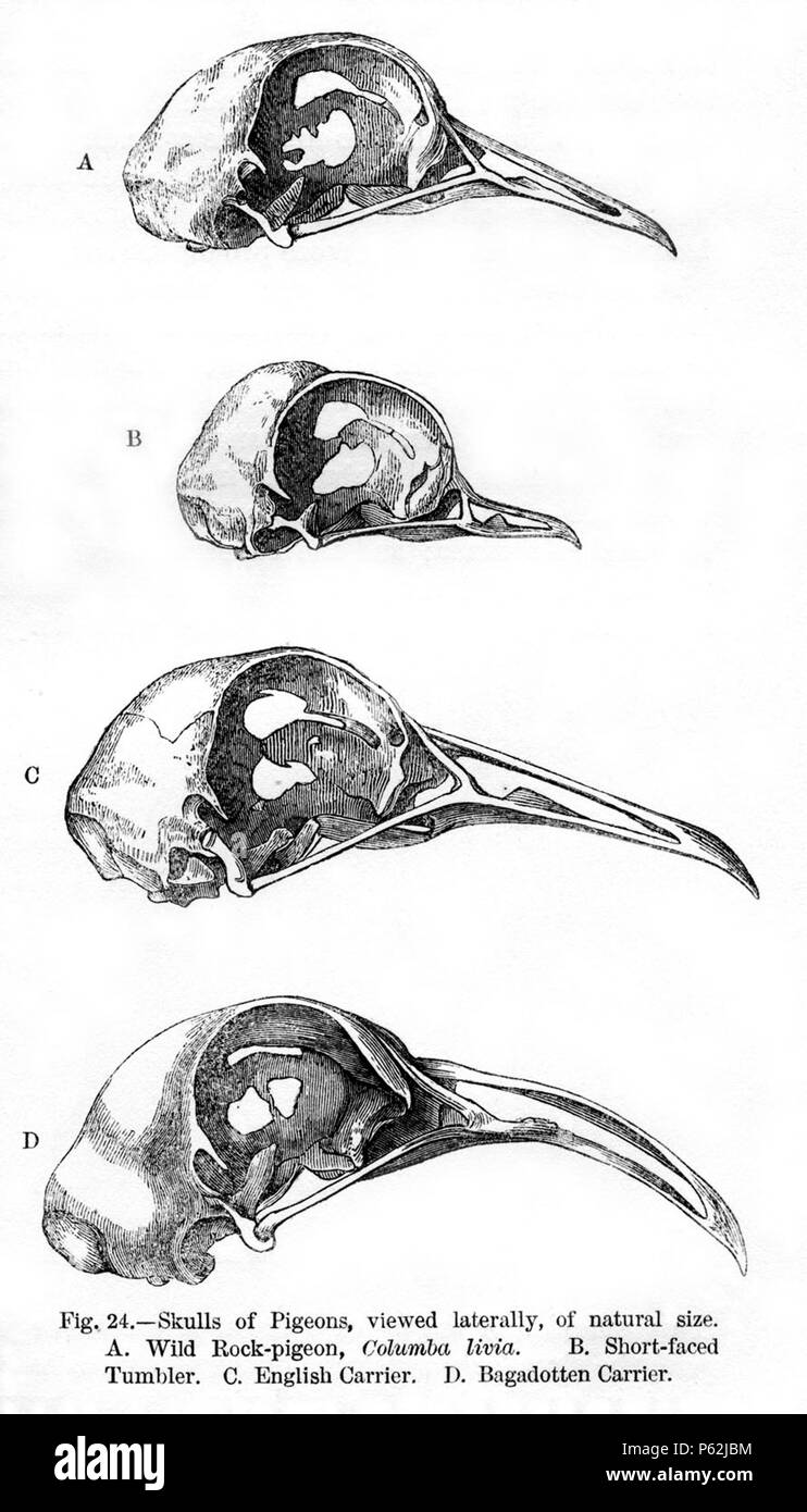 N/A. English: Figure 24 - 'Sculls of Pigeons viewed laterally, of natural size. A. Wild Rock-pigeon, columbia livia B. Short-faced Tumbler. C. English Carrier. D. Bagadotten Carrier.' from Charles Darwin's book Variation of Animals and Plants Under Domestication published in 1868. January 1868.   Charles Darwin  (1809–1882)       Alternative names Charles Robert Darwin  Description British naturalist and author  Date of birth/death 12 February 1809 19 April 1882  Location of birth/death The Mount, Shrewsbury Down House  Authority control  : Q1035 VIAF:27063124 ISNI:0000 0001 2125 1077 ULAN:500 Stock Photo