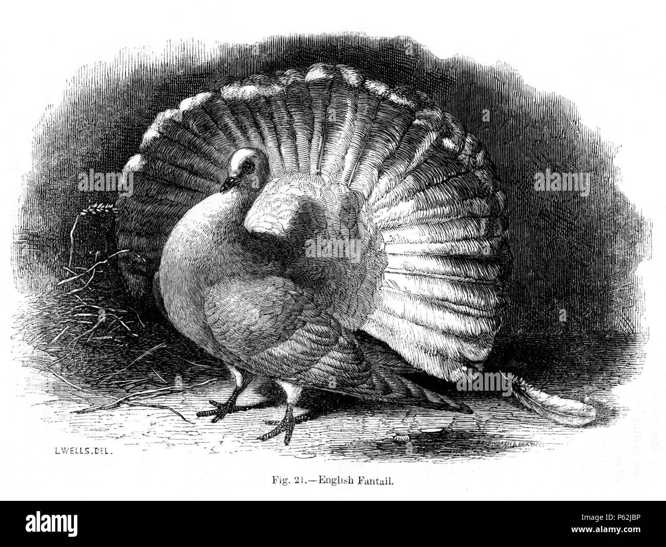 N/A. English: Figure 21 - 'English Fantail Pigeon' from Charles Darwin's book Variation of Animals and Plants Under Domestication published in 1868. January 1868.   Charles Darwin  (1809–1882)       Alternative names Charles Robert Darwin  Description British naturalist and author  Date of birth/death 12 February 1809 19 April 1882  Location of birth/death The Mount, Shrewsbury Down House  Authority control  : Q1035 VIAF:27063124 ISNI:0000 0001 2125 1077 ULAN:500228559 LCCN:n78095637 NARA:10580367 WorldCat 413 Darwin Variation Fig21 Stock Photo