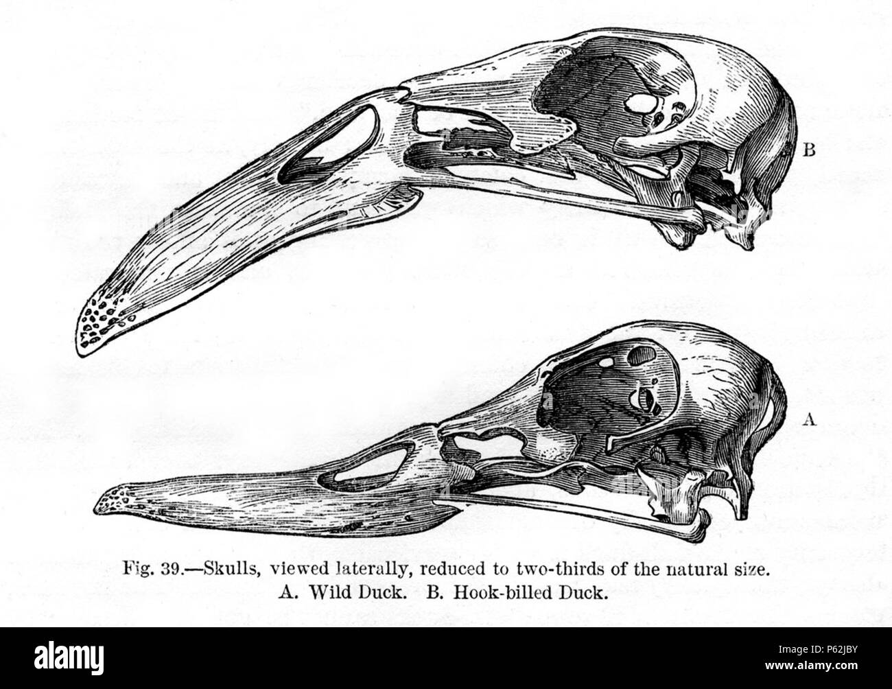 N/A. English: Figure 39 - 'Skull, viewed laterally, reduced to two-thirds of the natural size. A. Wild Duck. B. Hook-billed Duck.' from Charles Darwin's book Variation of Animals and Plants Under Domestication published in 1868. January 1868.   Charles Darwin  (1809–1882)       Alternative names Charles Robert Darwin  Description British naturalist and author  Date of birth/death 12 February 1809 19 April 1882  Location of birth/death The Mount, Shrewsbury Down House  Authority control  : Q1035 VIAF:27063124 ISNI:0000 0001 2125 1077 ULAN:500228559 LCCN:n78095637 NARA:10580367 WorldCat 413 Darw Stock Photo
