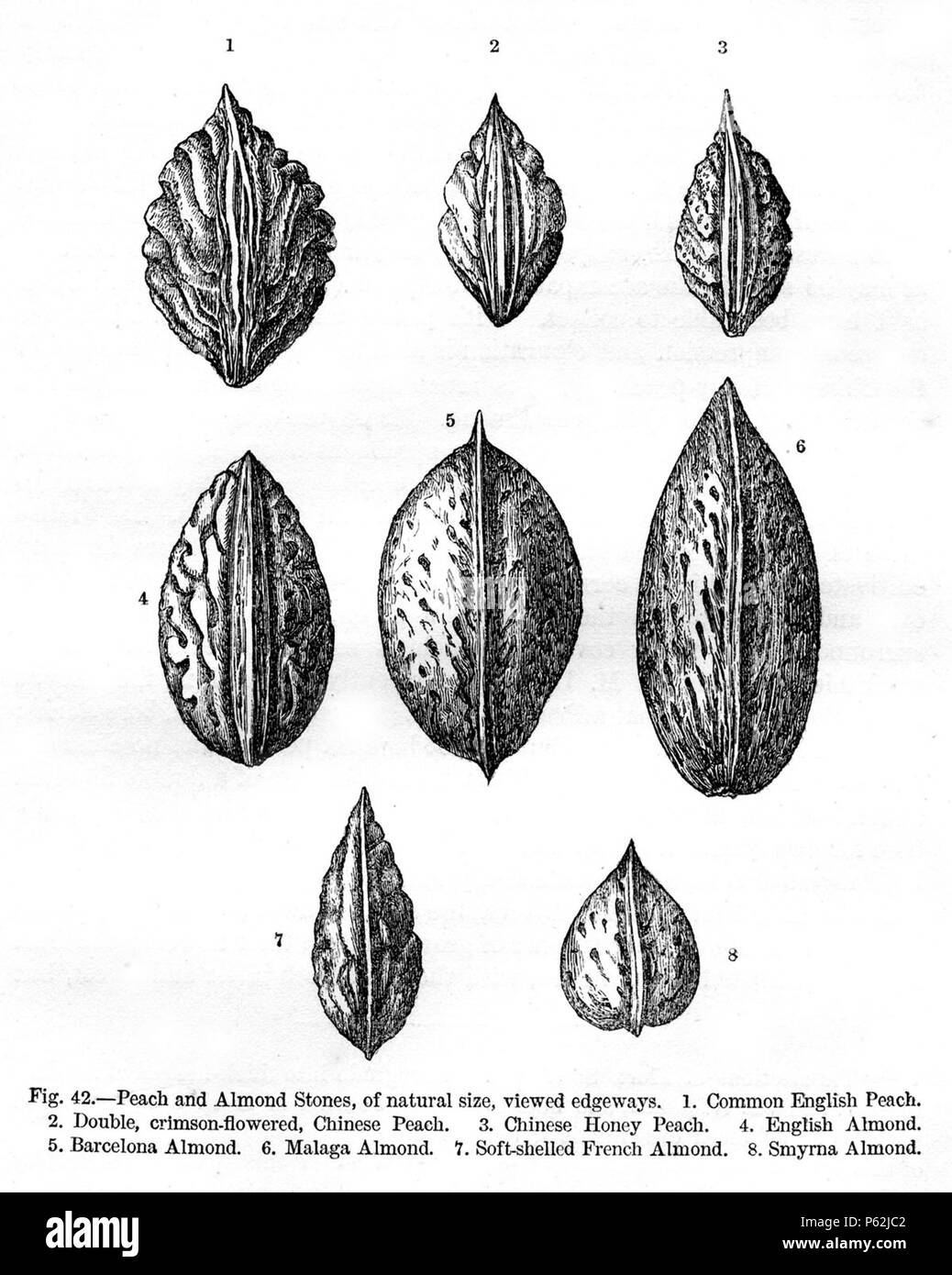 N/A. English: Figure 42 - 'Peach and almond stones, of natural size, viewed edgeways' from Charles Darwin's book Variation of Animals and Plants Under Domestication published in 1868. January 1868.   Charles Darwin  (1809–1882)       Alternative names Charles Robert Darwin  Description British naturalist and author  Date of birth/death 12 February 1809 19 April 1882  Location of birth/death The Mount, Shrewsbury Down House  Authority control  : Q1035 VIAF:27063124 ISNI:0000 0001 2125 1077 ULAN:500228559 LCCN:n78095637 NARA:10580367 WorldCat 413 Darwin Variation Fig42 Stock Photo