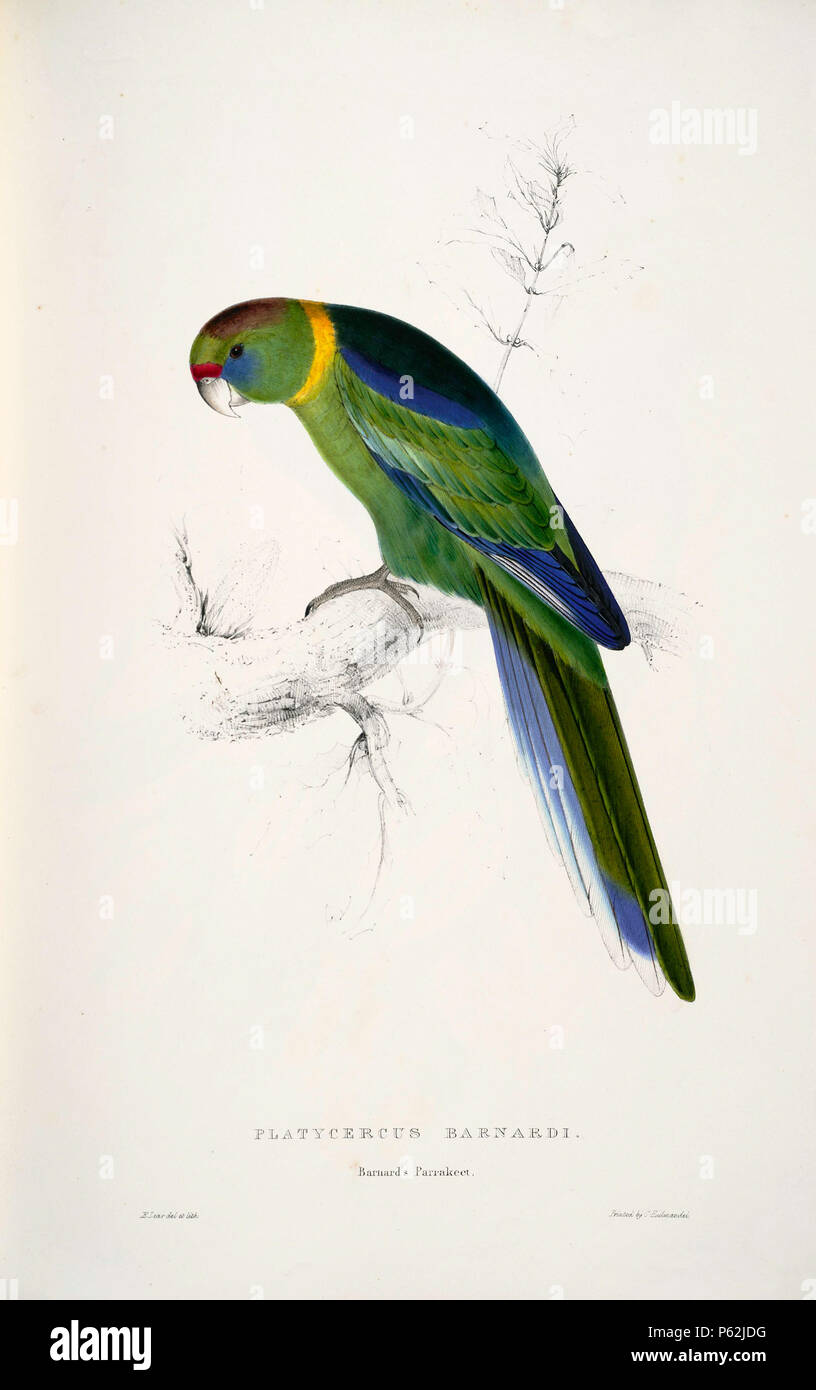N/A. Barnardius zonariu English: A painting of an Australian Ringneck (originally captioned 'Platycercus barnardi. Barnard's Parrakeet.') by Edward Lear 1812-1888. This subspecies B. z. barnardi is also known as the Mallee Ringneck. 28 August 2008, 04:38:00.   Edward Lear  (1812–1888)       Alternative names Derry Down Derry; Eduard Liri; Entouarnt Lar; Eduard Lir; Lear; lear e  Description English artist, author and poet  Date of birth/death 12 May 1812 29 January 1888  Location of birth/death English: Holloway, London, England.  English: Sanremo, Italy.  Authority control  : Q309759 VIAF:369 Stock Photo