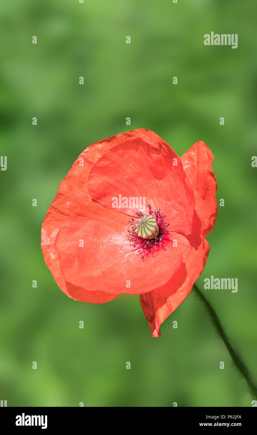 Single red Common Poppy flower (Papaver rhoeas) flowering in Summer in West Sussex, England, UK. Portrait with copy space. Red Poppy with copyspace. Stock Photo