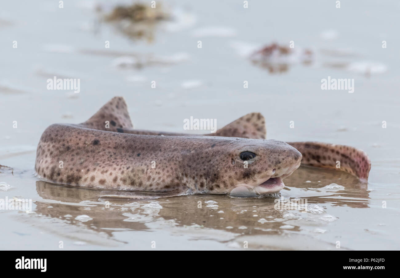 Dying Scyliorhinus canicula fish (Lesser Spotted Dogfish, Small Spotted Catshark, Sandy Dogfish, Rough hound, Morgay, catshark) out of water on beach. Stock Photo