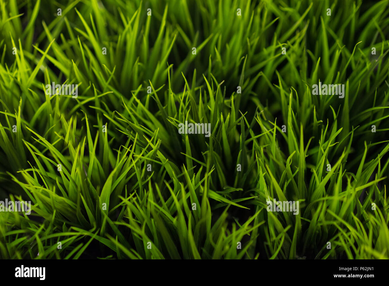 Green spring summer grass hi-res stock photography and images - Alamy