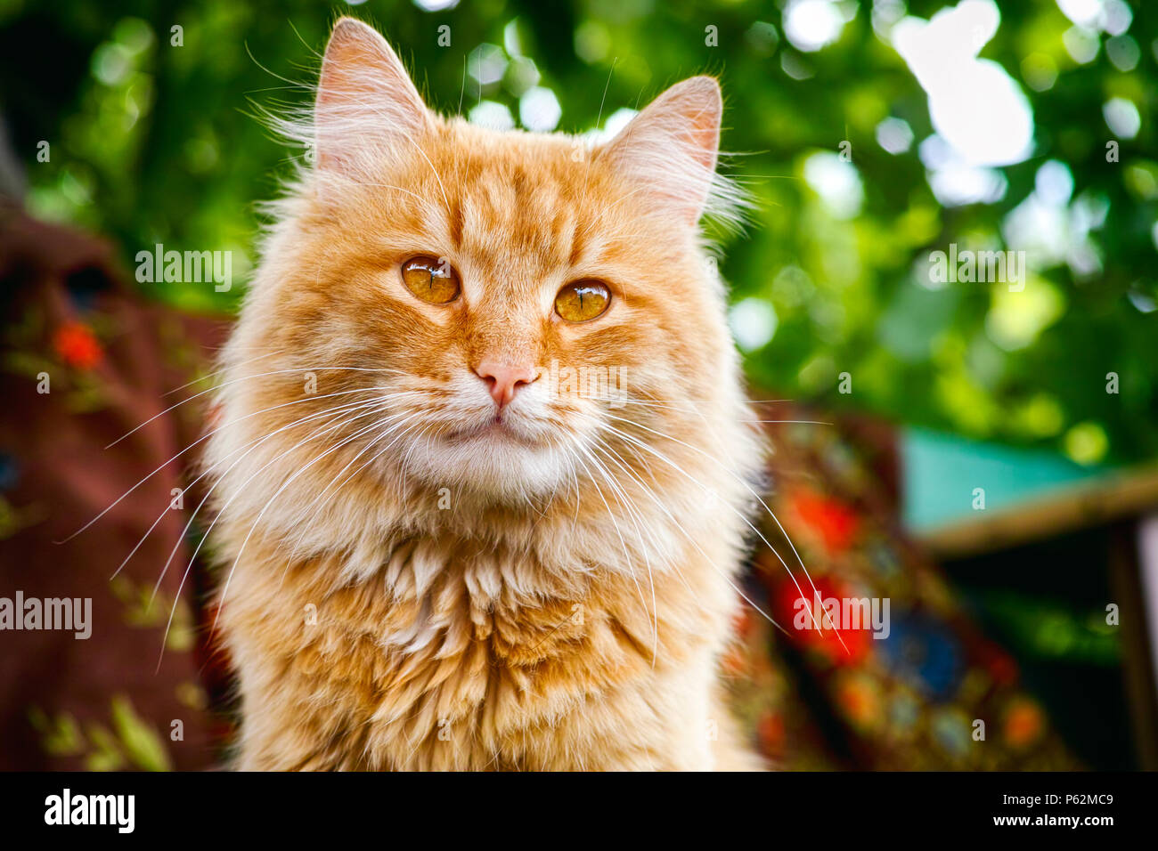 Portrait of ginger tabby cat outside. Closeup Stock Photo Alamy