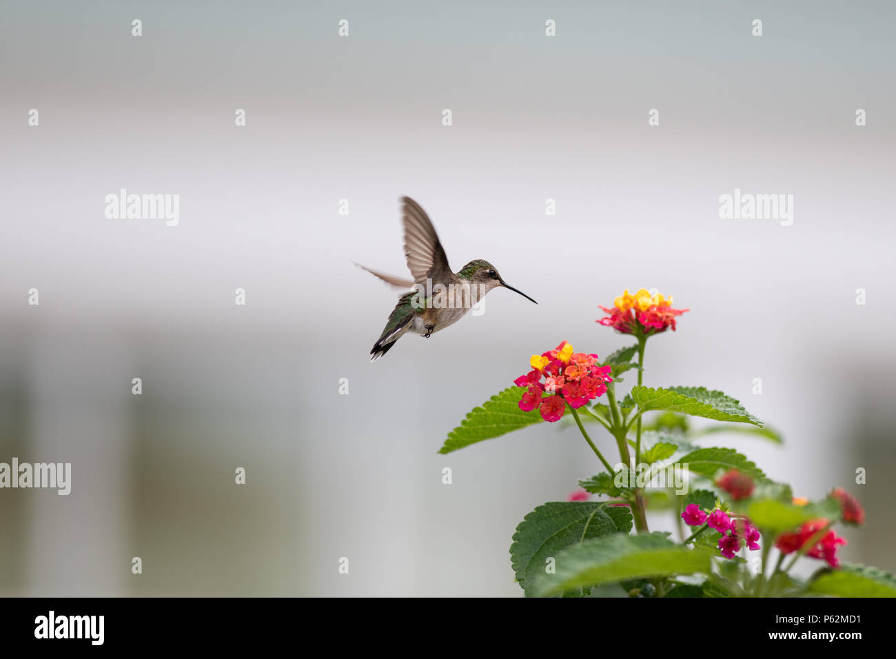 Hummingbird and flowers hires stock photography and images Alamy