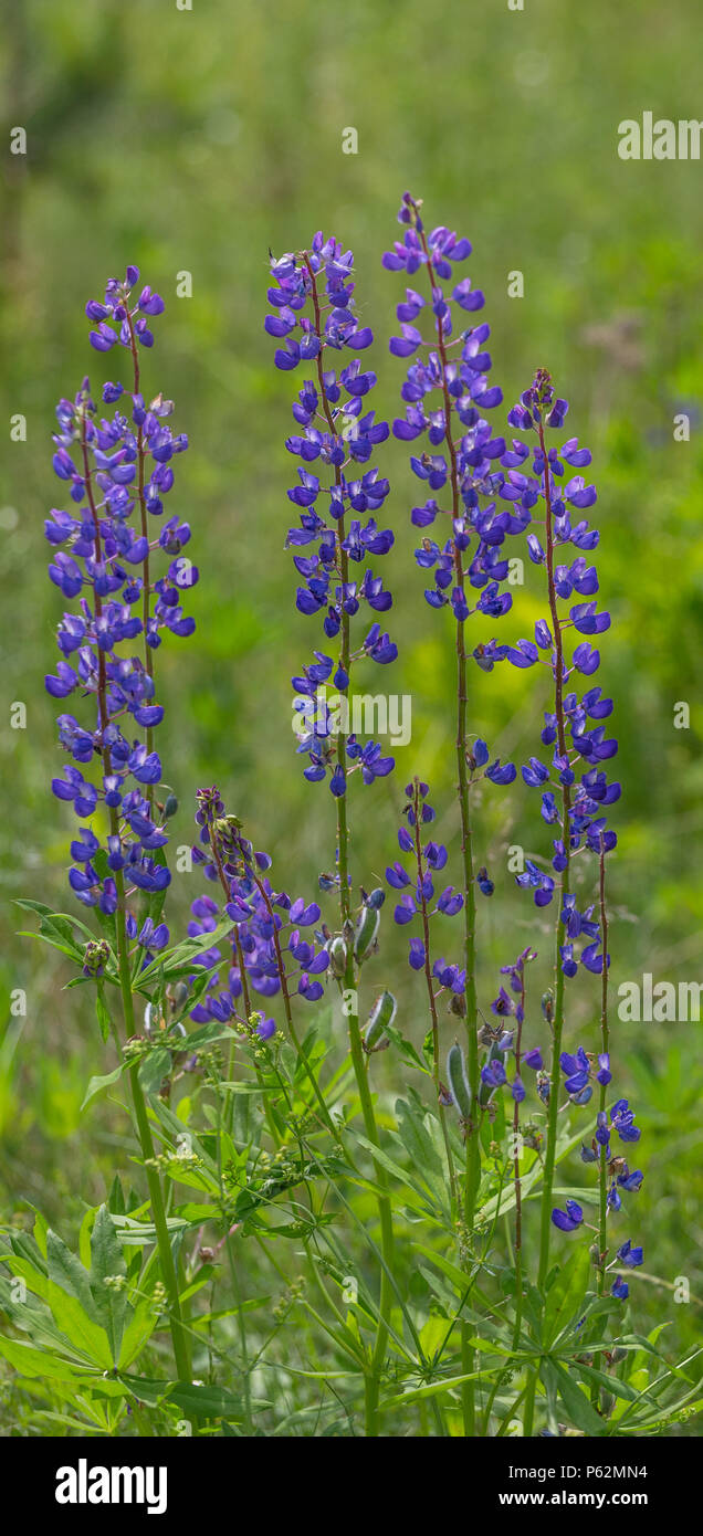 Fields of lupine reddit