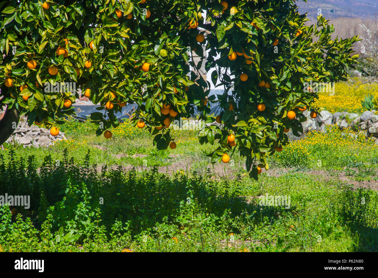 Branches of orange tree Stock Photo Alamy