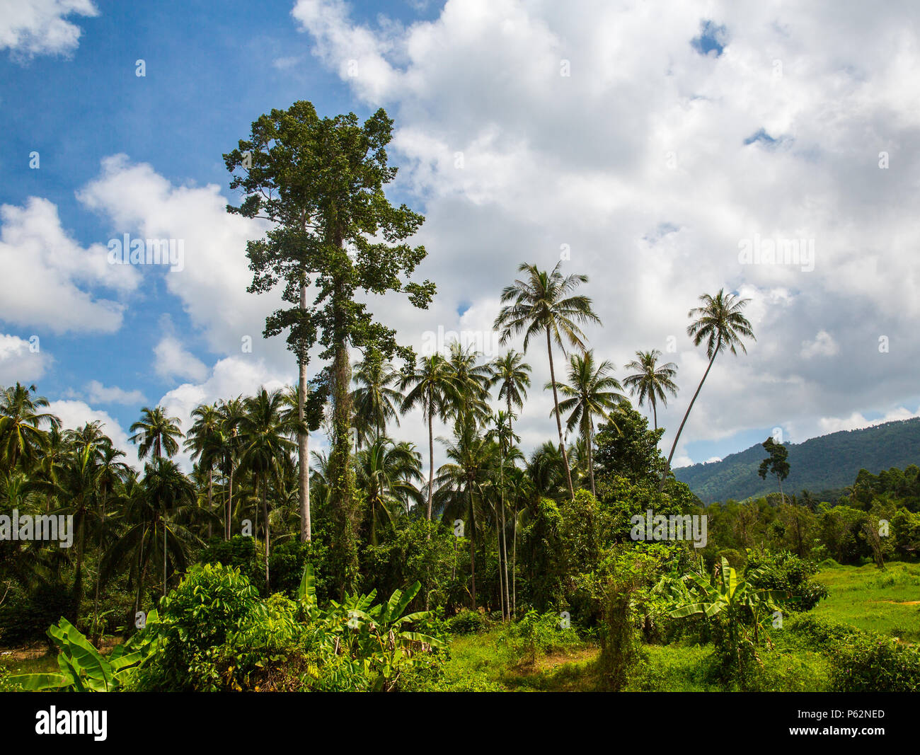 The jungle of Koh Samui in spring Stock Photo - Alamy
