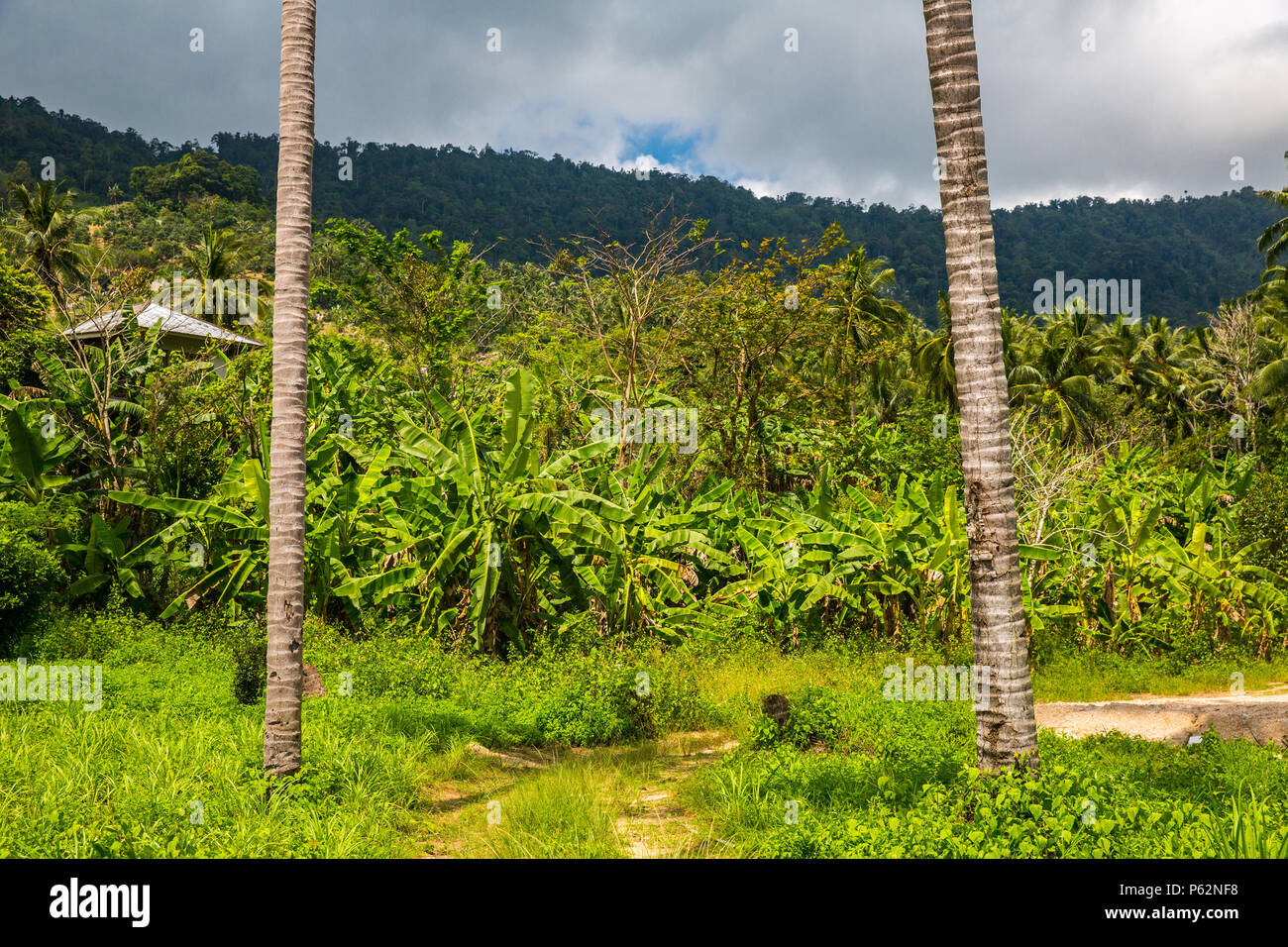 The jungle of Koh Samui in spring Stock Photo