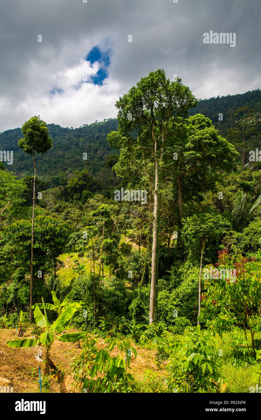 The jungle of Koh Samui in spring Stock Photo - Alamy