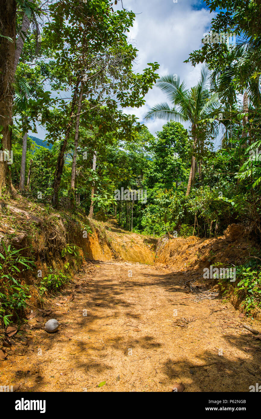 The jungle of Koh Samui in spring Stock Photo - Alamy