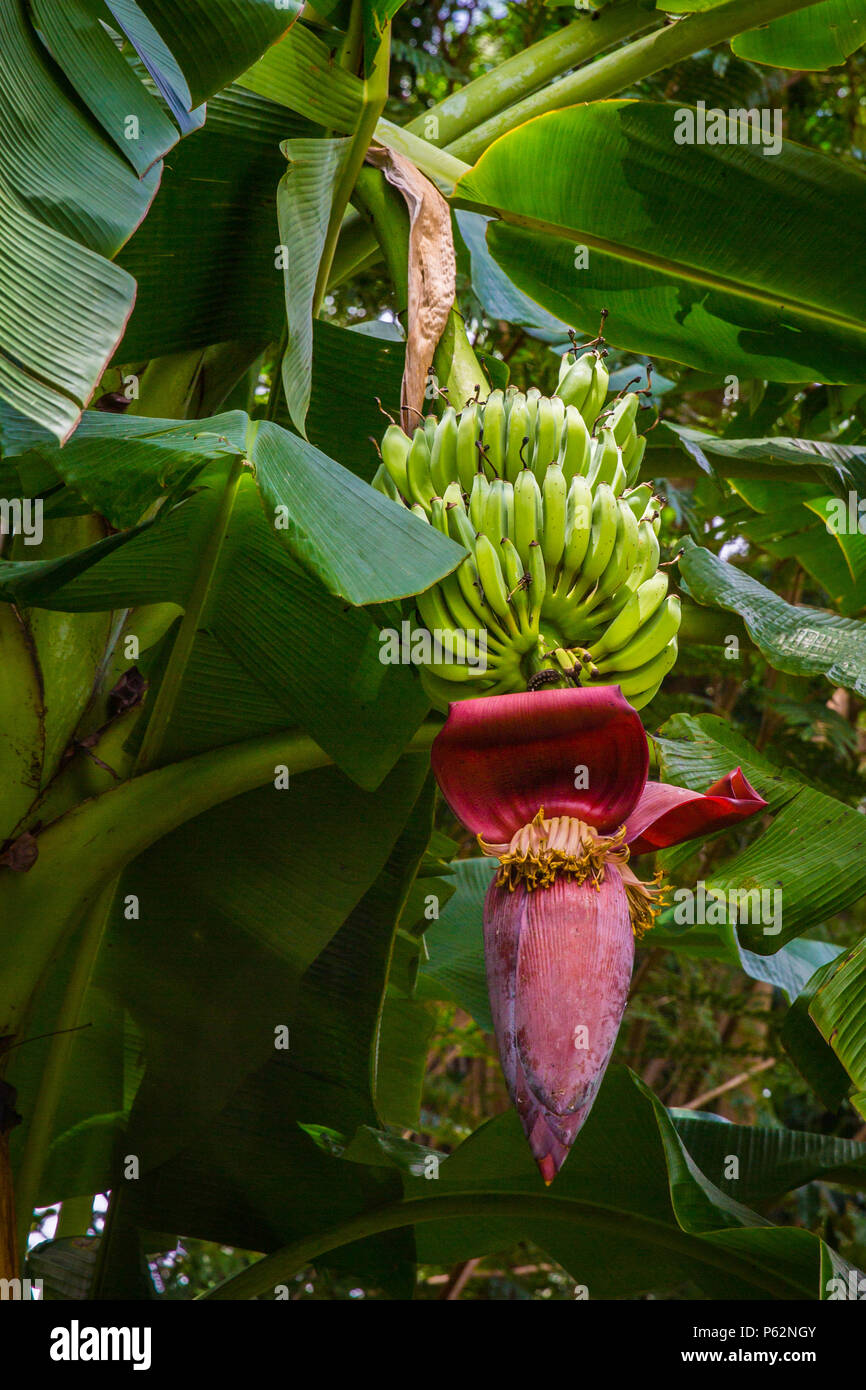 The jungle of Koh Samui in spring Stock Photo - Alamy