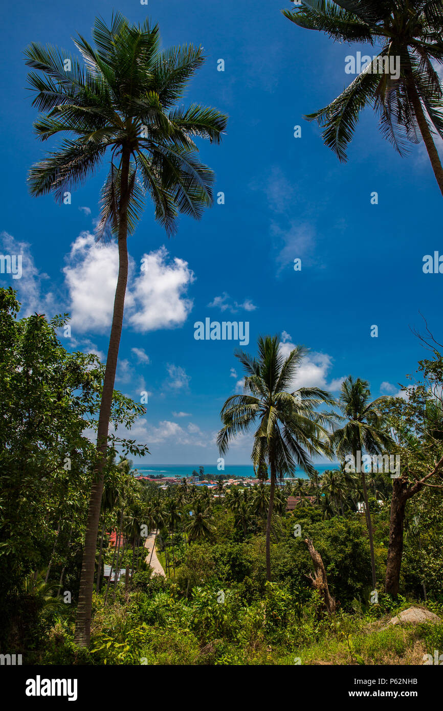The jungle of Koh Samui in spring Stock Photo - Alamy