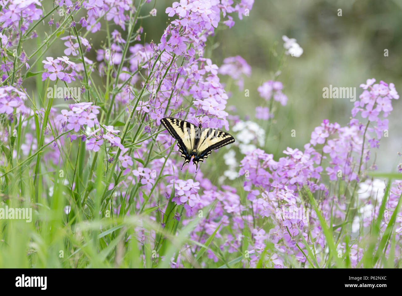 Western Tiger Swallowtail butterfly at Vancouver BC Canada Stock Photo