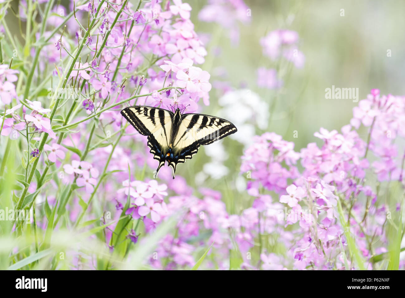 Western Tiger Swallowtail butterfly at Vancouver BC Canada Stock Photo