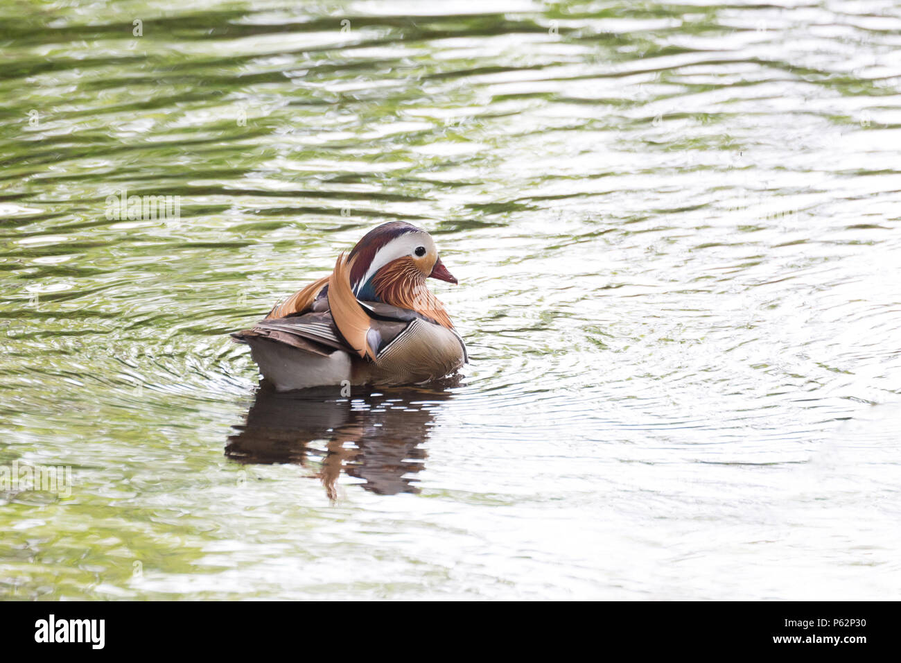 Mandarin duck at burnaby lake park , Vancouver BC Canada Stock Photo
