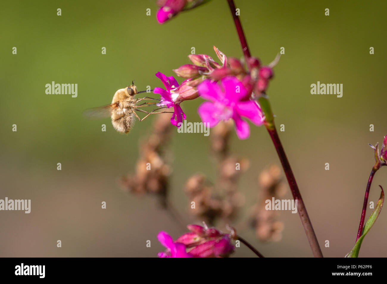 Bee - bombylius major on green background. Pollinate flower. Bee with long proboscis flies on flower Stock Photo