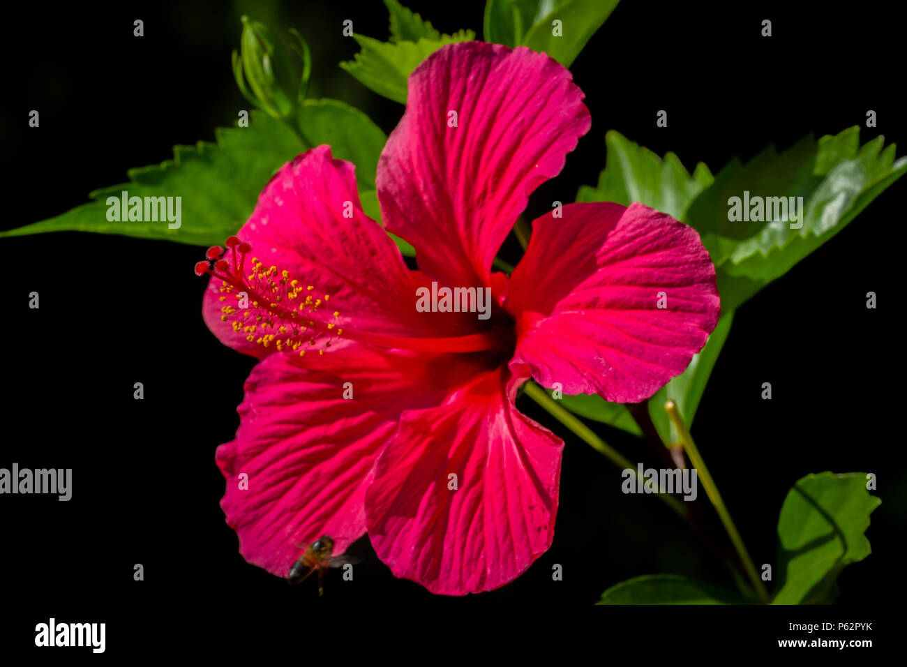 Red Hibiscus Tropical Flower Stock Photos & Red Hibiscus Tropical 