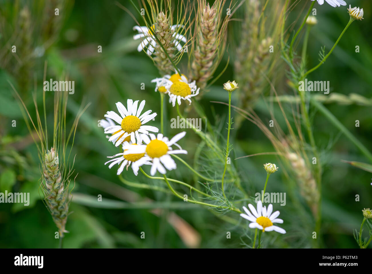 Meadow chamomile hi-res stock photography and images - Alamy
