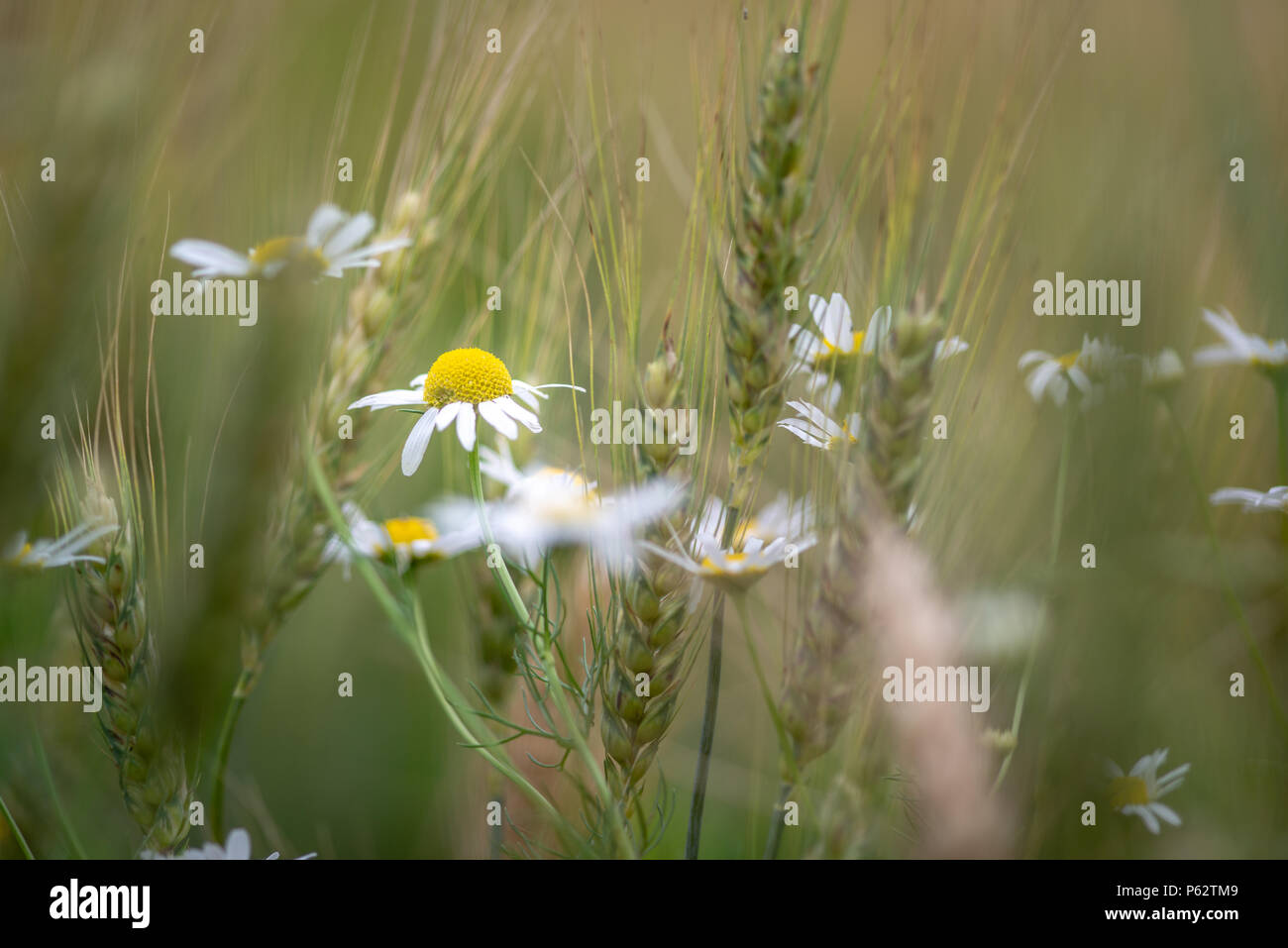 Meadow chamomile hi-res stock photography and images - Alamy