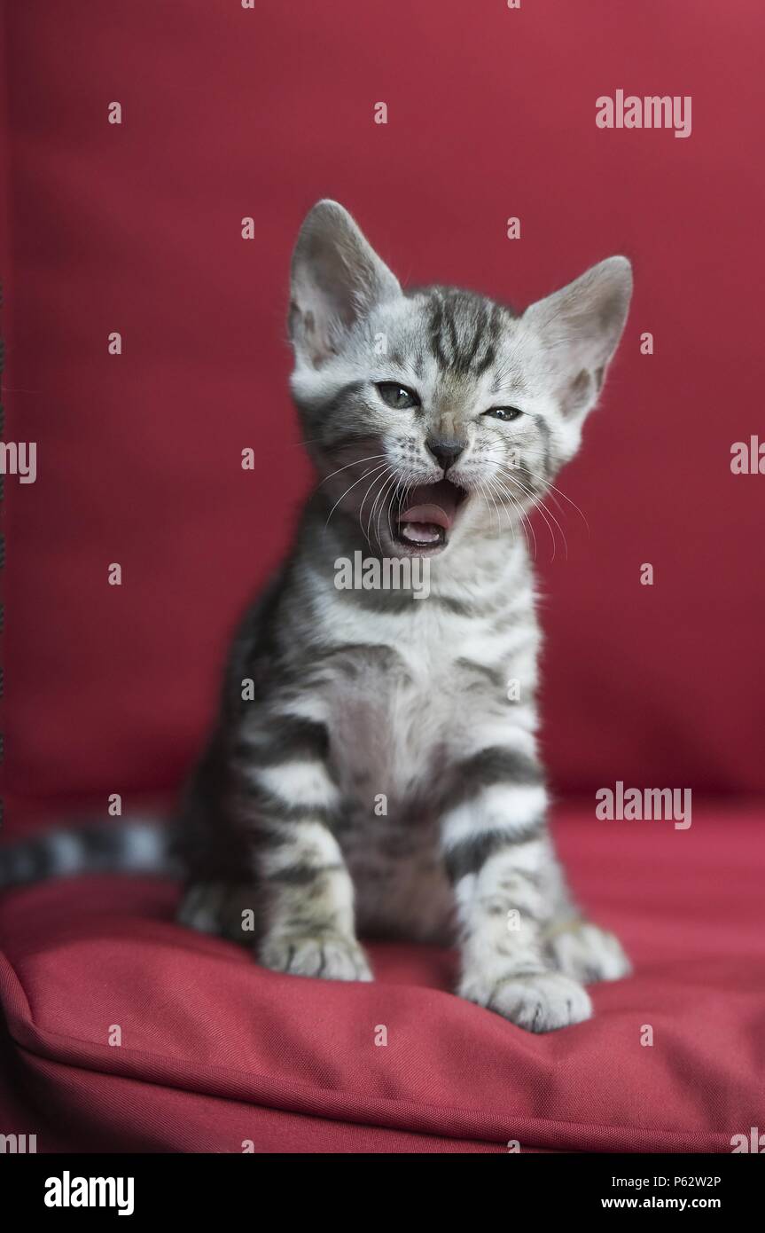 Bengal Kitten Stock Photo