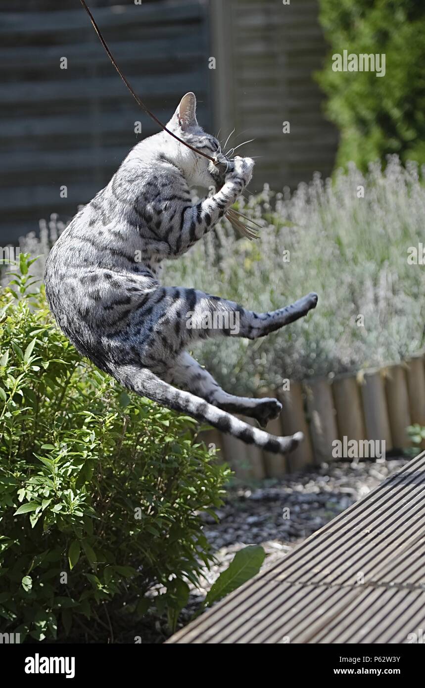 jumping Bengal Cat Stock Photo Alamy