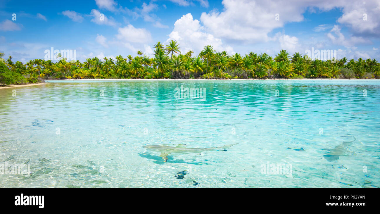 Sharks along the shore in Fakarava, French Polynesia Stock Photo