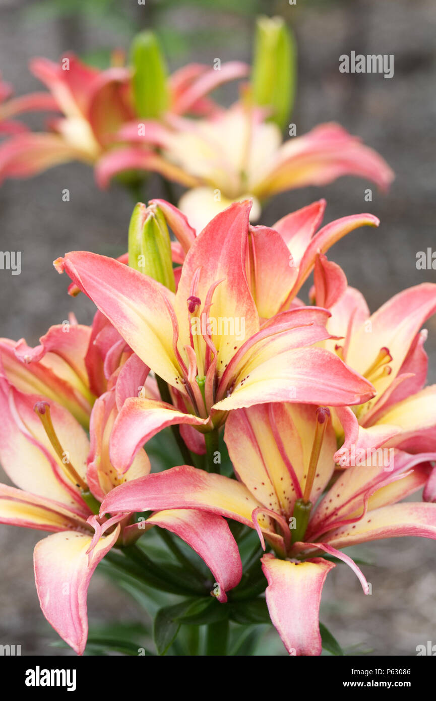 Lilium 'Delicate Joy' flowers. Stock Photo