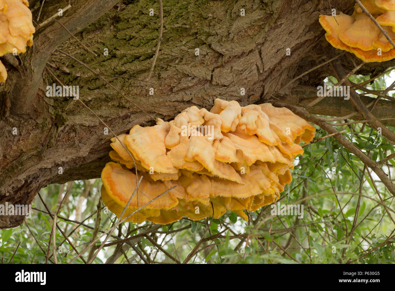 Chicken of the Woods, Sulphur Polypore, Laetiporus sulphureus, growing on Willow, May, Norfolk, UK. Stock Photo