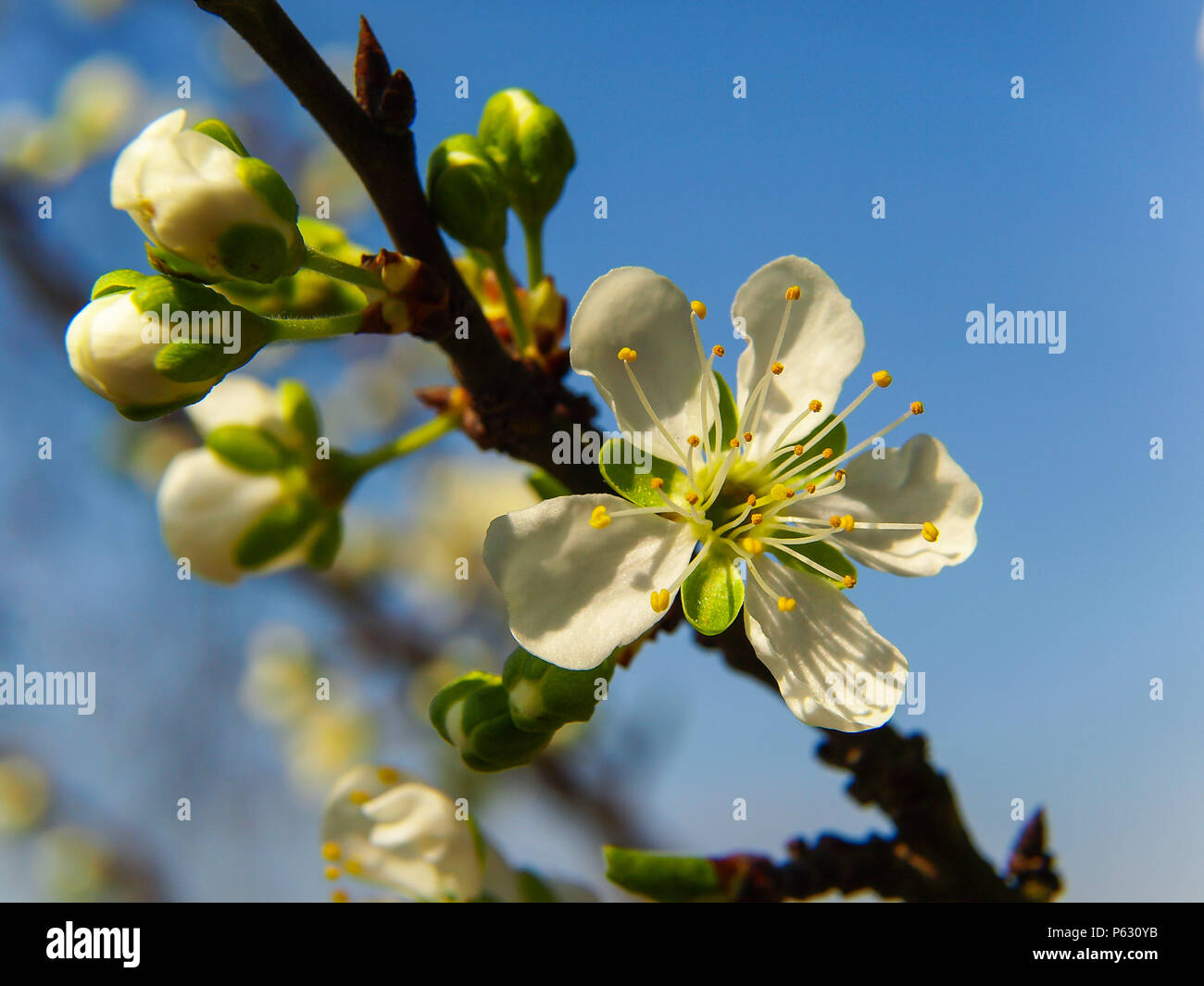 Plum tree flower with blue sky background Stock Photo
