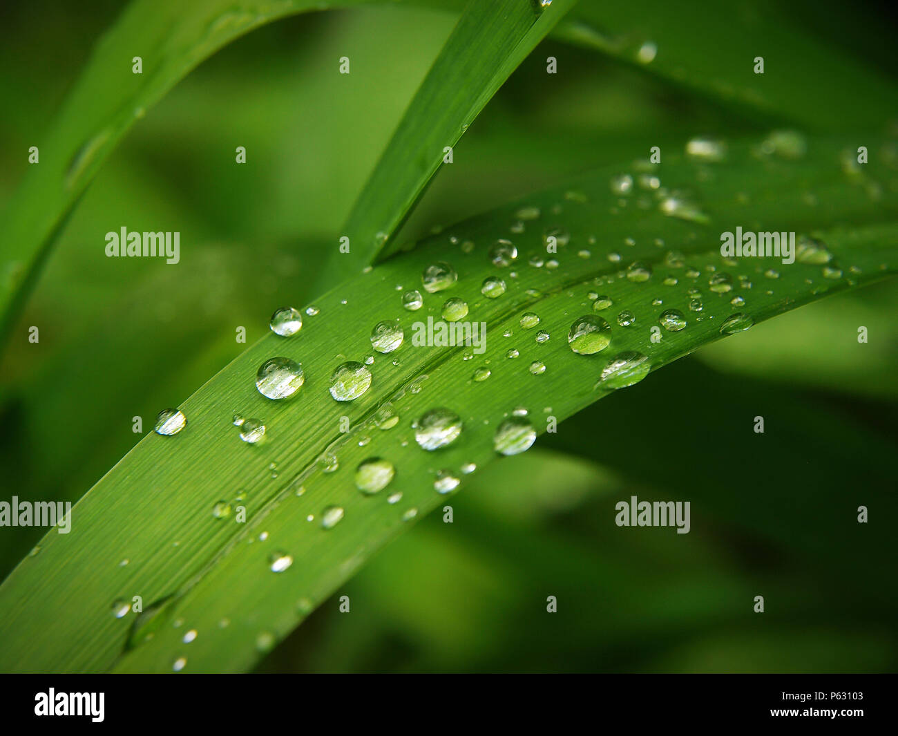 Rain drops on a grass leaf in spingtime Stock Photo