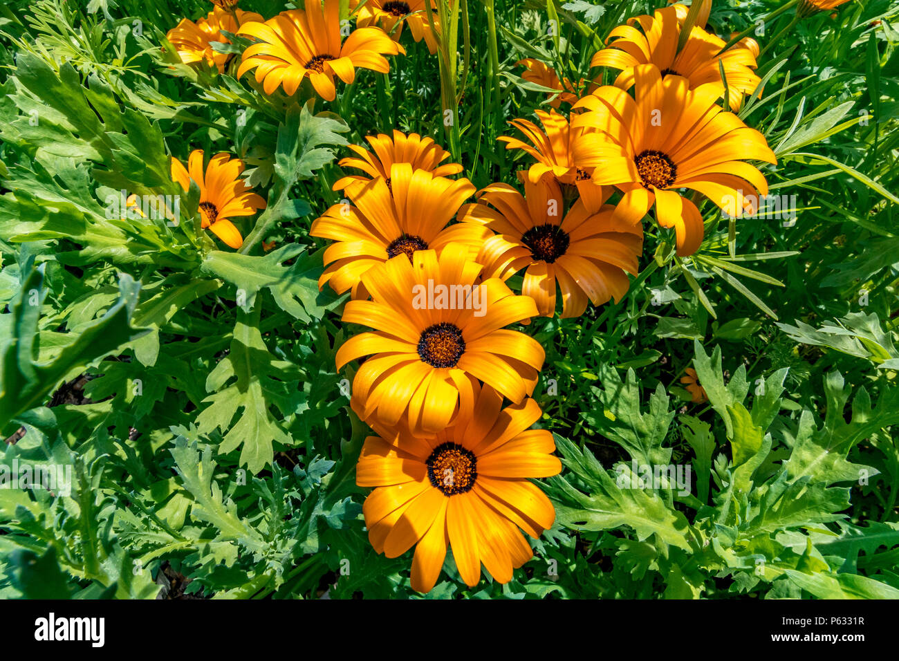 Dimorphotheca sinuata or Glandular Cape marigold .also known as Namaqualand daisy  ,a native plant of South Africa in a wild mixed border, England, UK Stock Photo