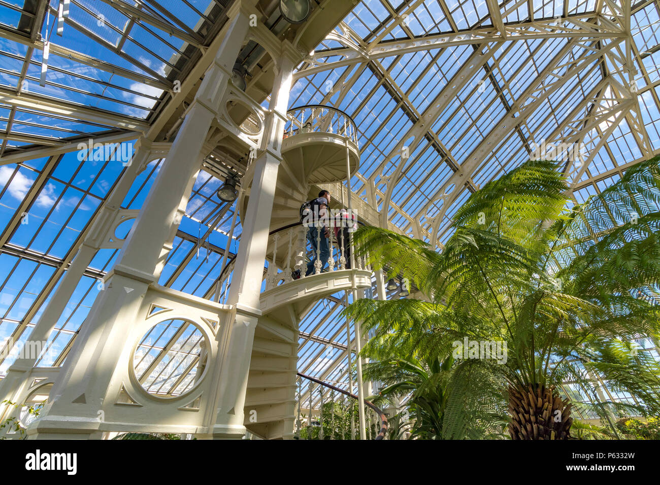 A large Dicksonia Antartica or Australian Tree Fern next to a man climbing  the stairs at the Temperate House at Kew Gardens , London, UK Stock Photo