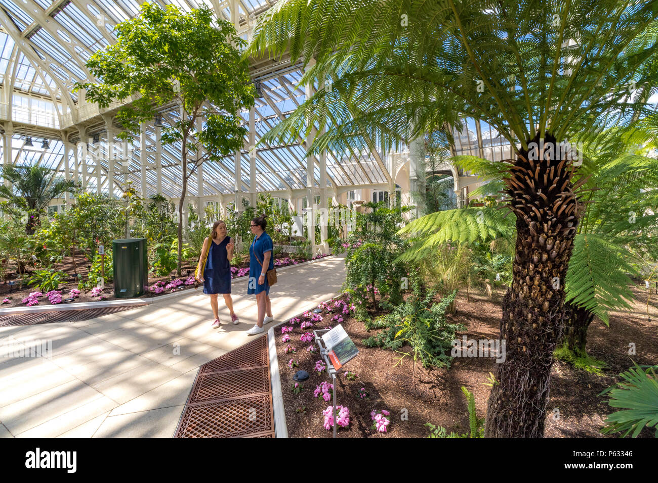 Two people at The Temperate House at Kew Gardens with a Dicksonia Antartica or Australian Tree Fern in the foreground , Kew Gardens London, UK Stock Photo