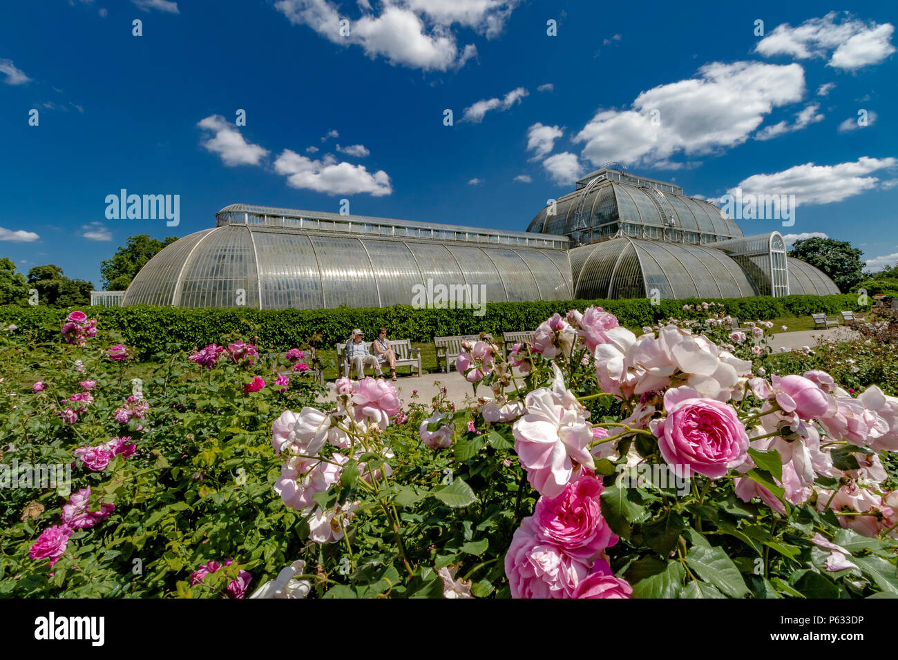 Two people sitting on a bench in front of The Palm House at Kew Gardens with Pink roses ,Rosa Maid Marion in The Rose garden at Kew Stock Photo