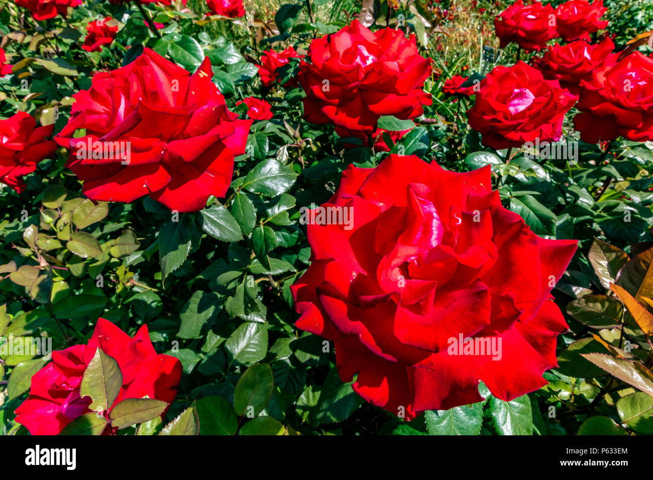 Red  Rose, Rosa My Valentine Mormyval Stock Photo
