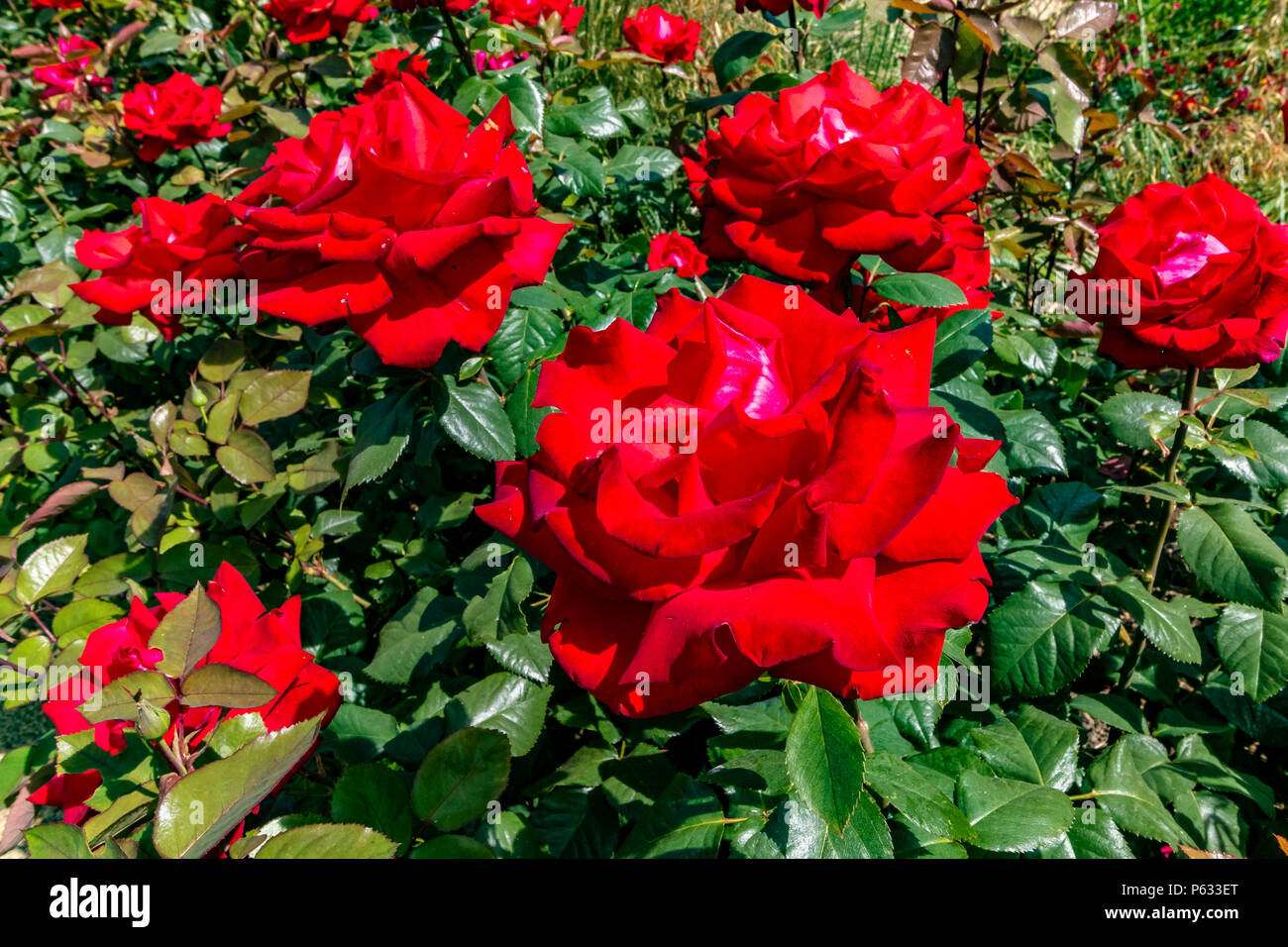 Red Rose, Rosa My Valentine Mormyval , England , UK Stock Photo