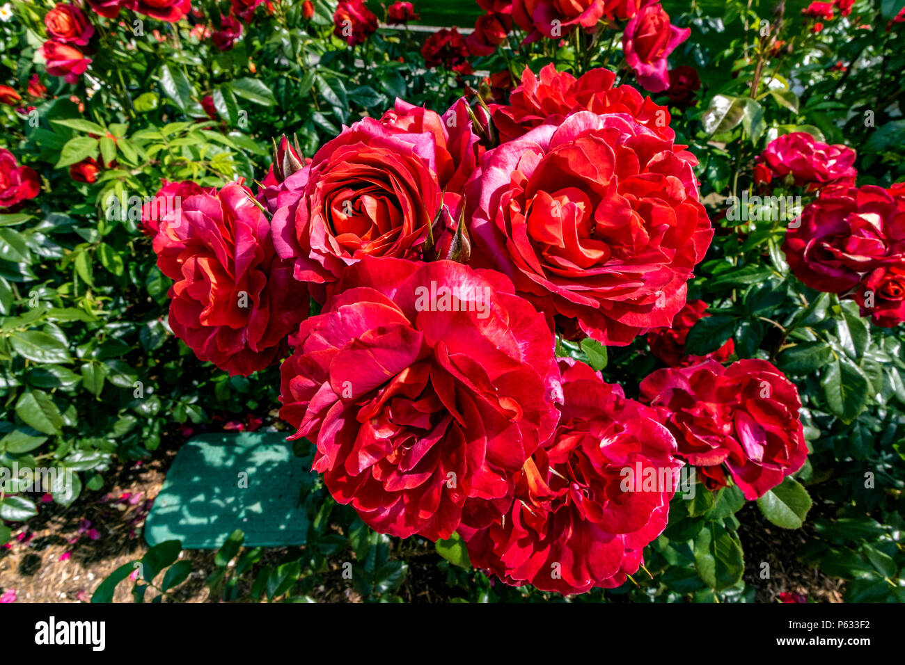 Rosa Hot Chocolate 'Wekpaltez' , a Pinkish Brown Rose ,England ,UK Stock Photo