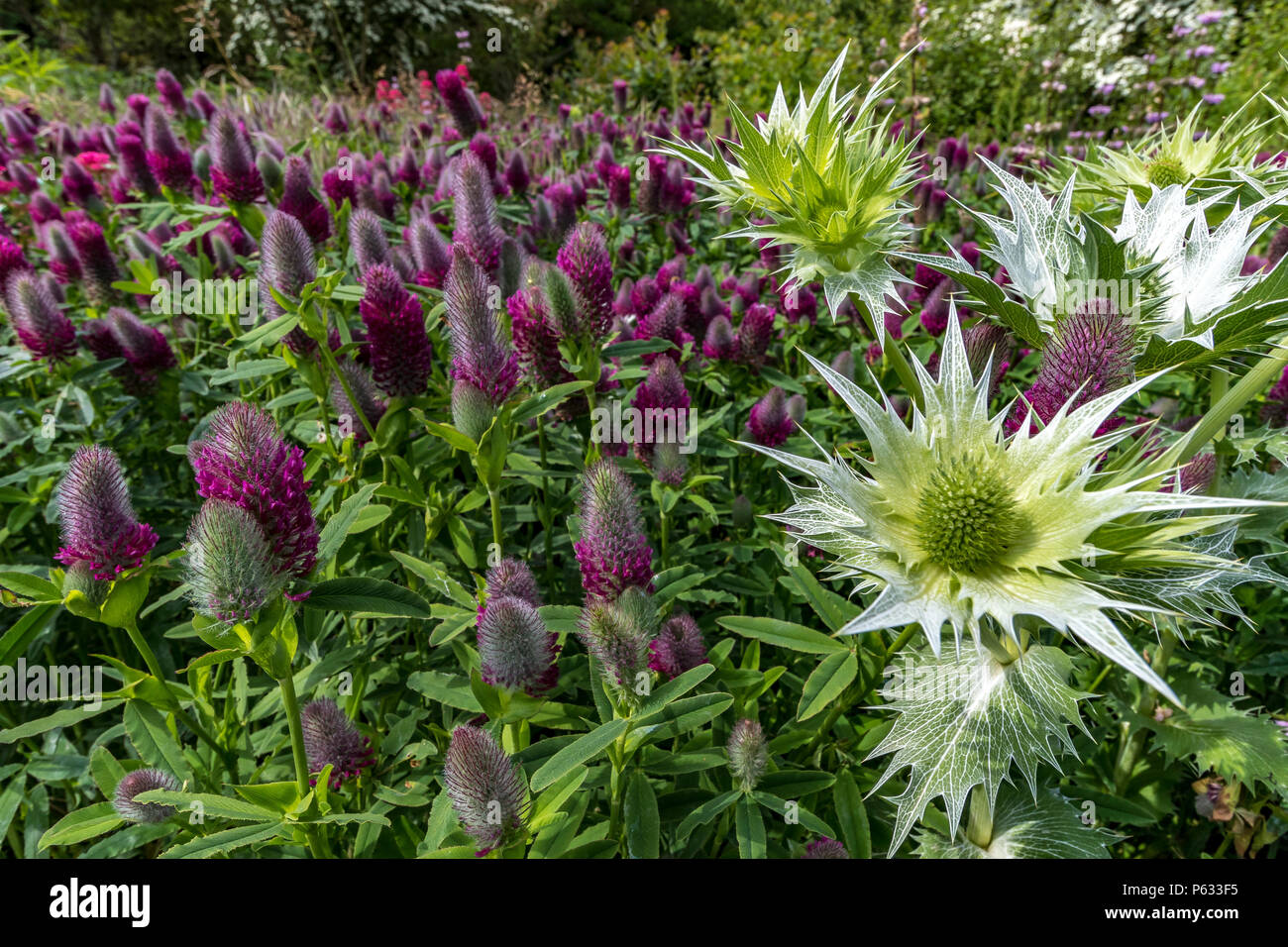 Erygium giganteum , Silver Ghost or giant sea holly in a mixed border with Trifolium rubens or red feather clover, UK Stock Photo