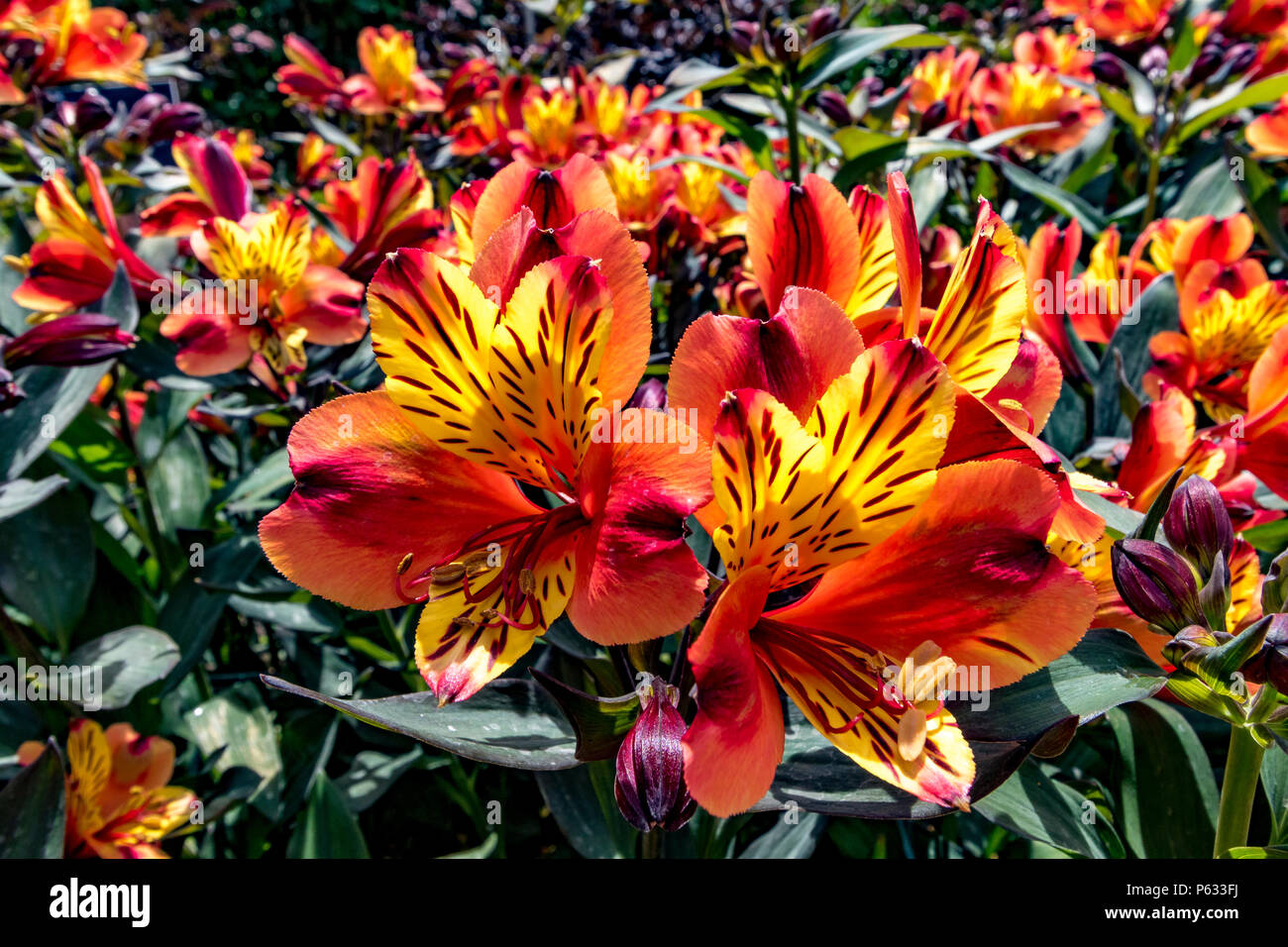 Peruvian lily , Alstroemeria Indian Summer Tesronto , a herbaceous perennial with funnel-shaped ,orange and yellow flowers, UK Stock Photo
