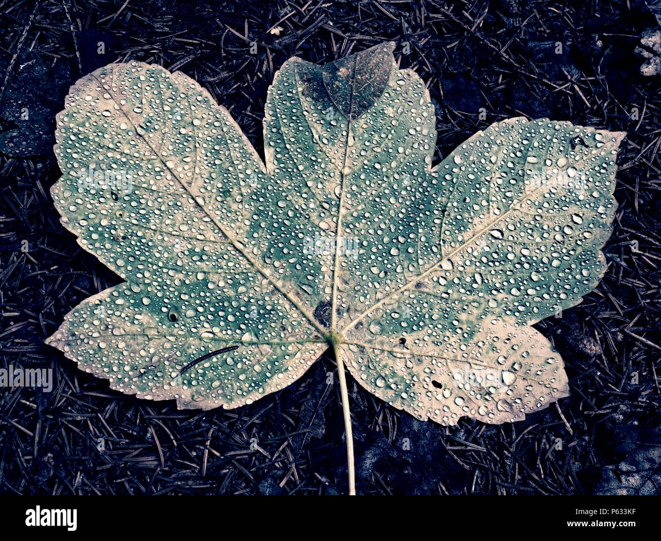 Shine rain drops on fallen maple leaf. Reflection in drops. Big yellow green maple leaf broken by strong wind. Stock Photo