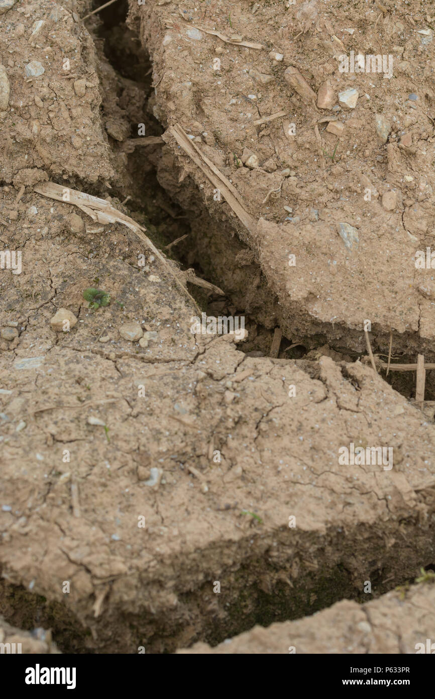Deep cracks in water parched soil of cropped area -  for split, drought, crop failure, crop losses,, heatwave concept, water crisis, climate change. Stock Photo