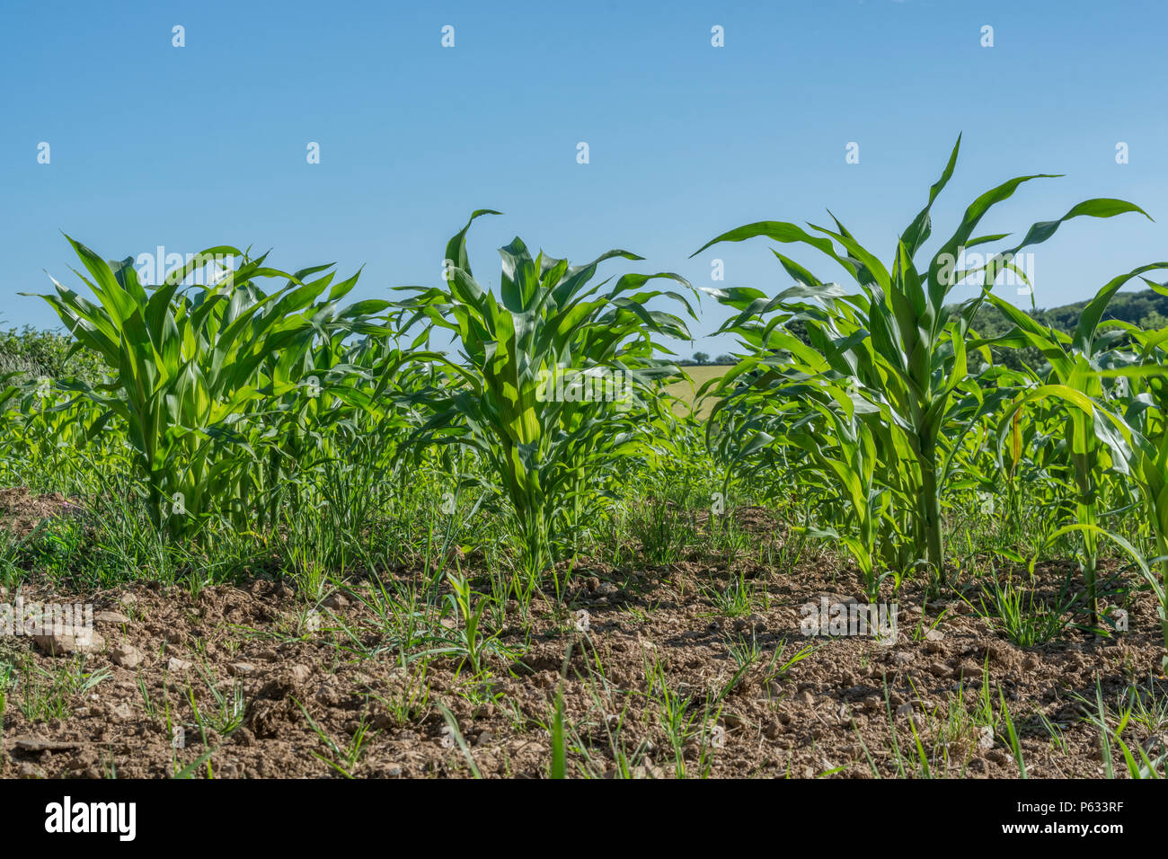 Young maize corn/ Sweetcorn / Zea mays crop growing in field with blue summer sky. Growing sweetcorn in the UK, food growing in the field. Stock Photo