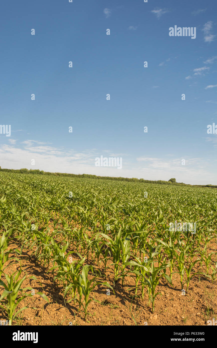 Young maize corn / Sweetcorn / Zea mays crop growing in field with blue ...
