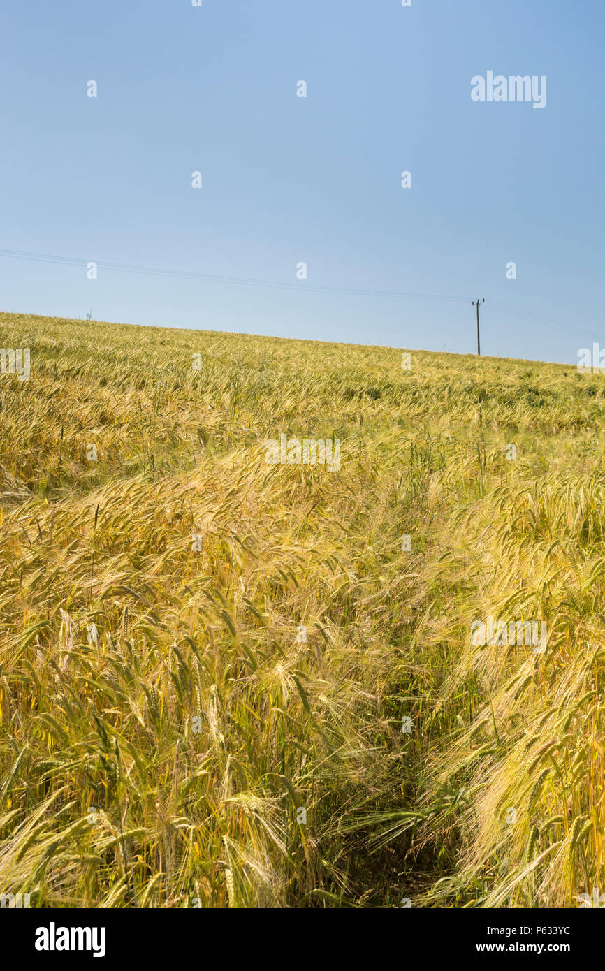 Sloping field of ripening Barley (Hordeum) set against sunlit blue summer sky. Stock Photo
