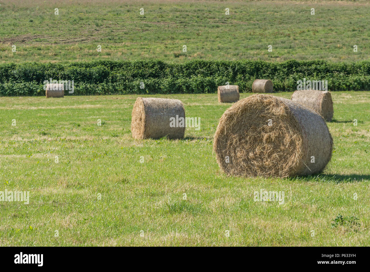 Bales of freshly baled hay in a sunlit field. Farm to fork and field to plate metaphors. Stock Photo
