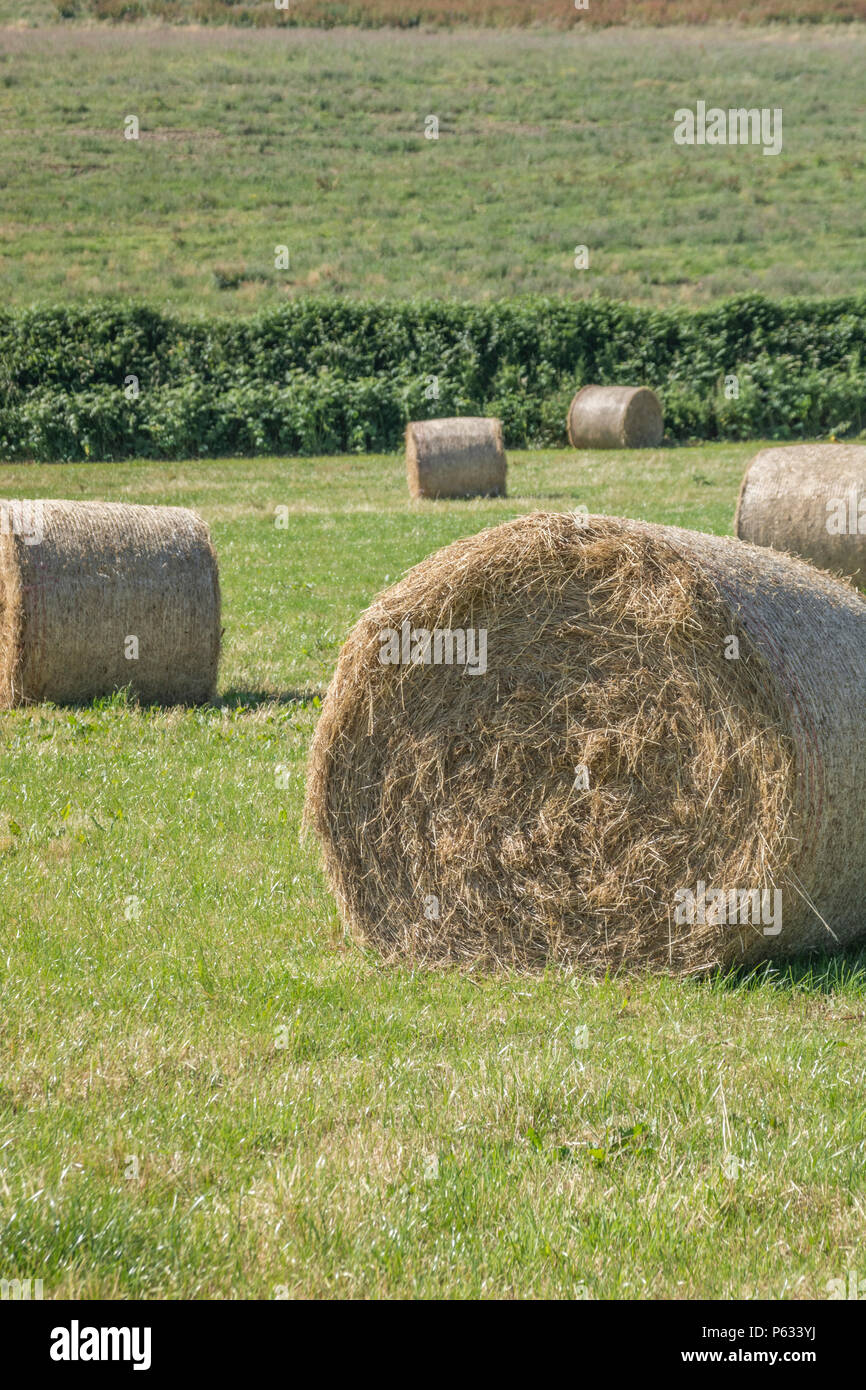 Bales of freshly baled hay in a sunlit field. Stock Photo