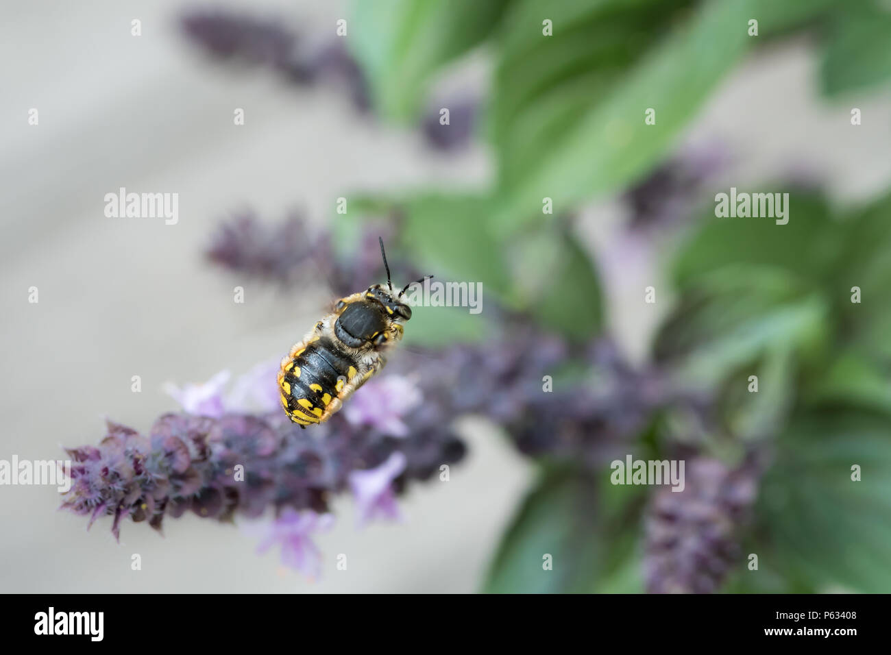 European wool carder bee (Anthidium manicatum, Megachilidae) in flight approaching a purple flower Stock Photo