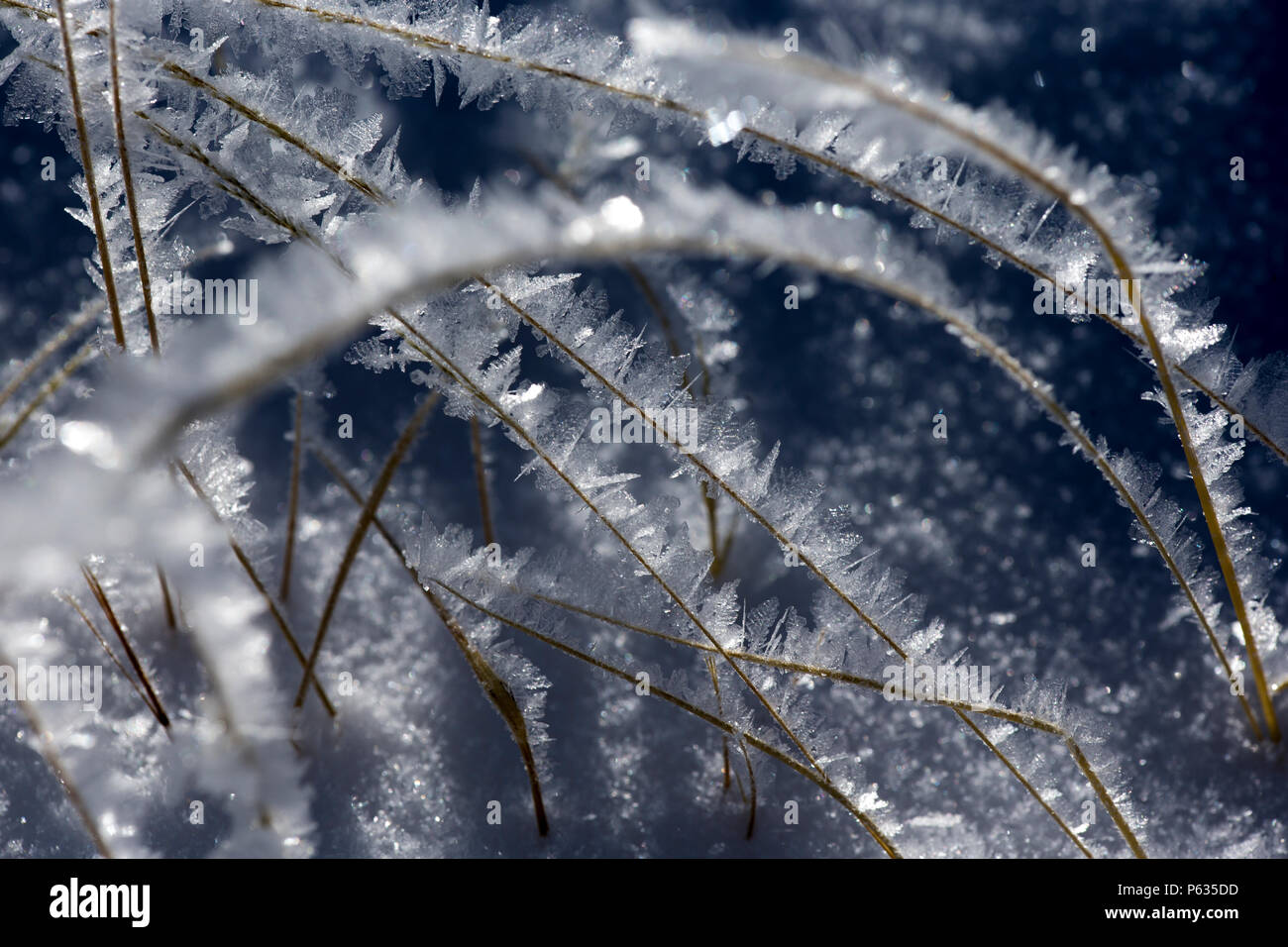 Ice and Frost in a Colorado Rocky Mountain Meadow Stock Photo